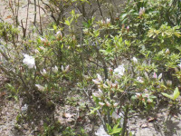 DSCF3196